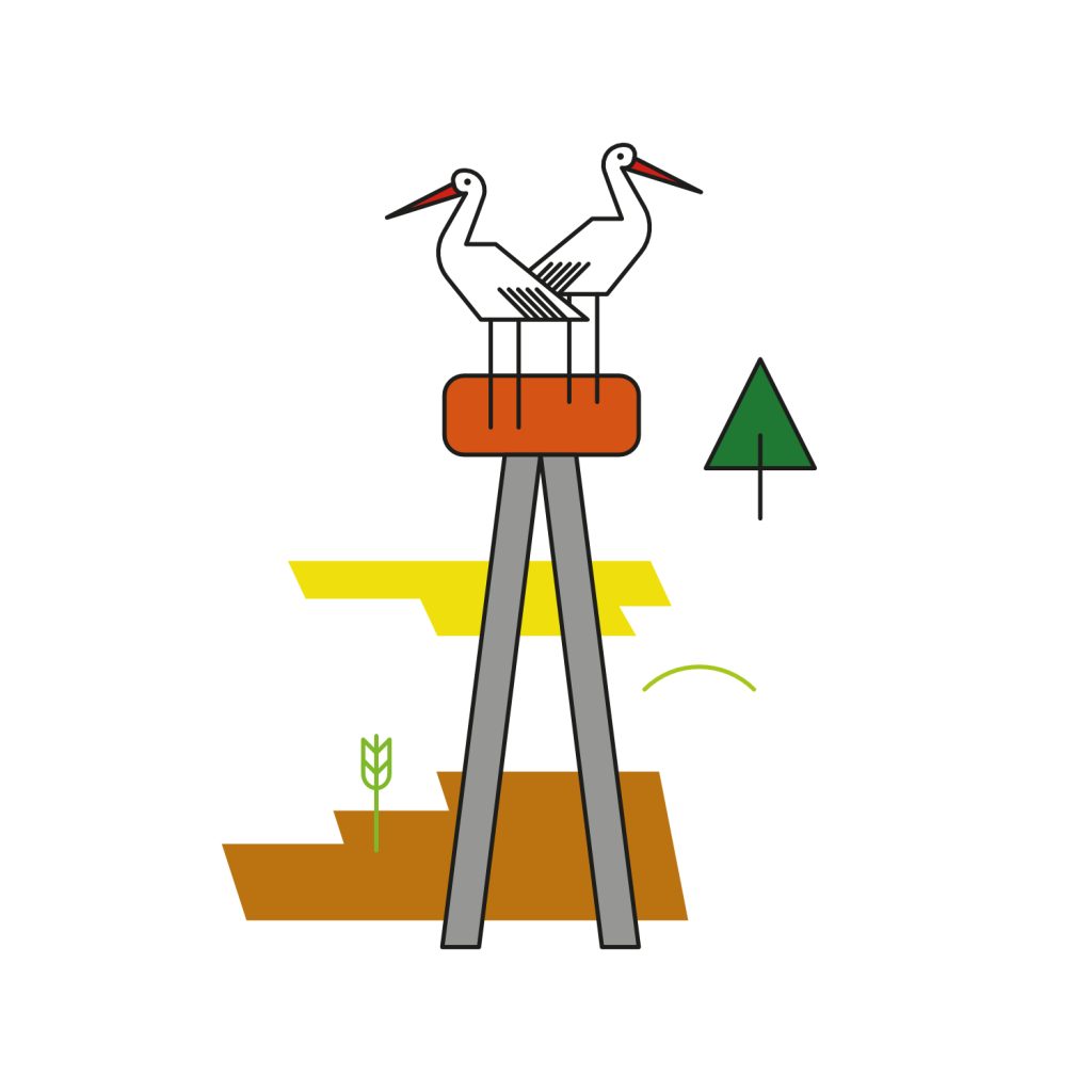 Bocian ilsustracje szczegółowe